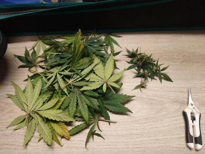 Purple Clouds. Week 6