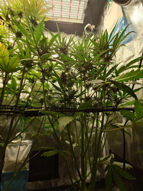 Purple Clouds. Week 6