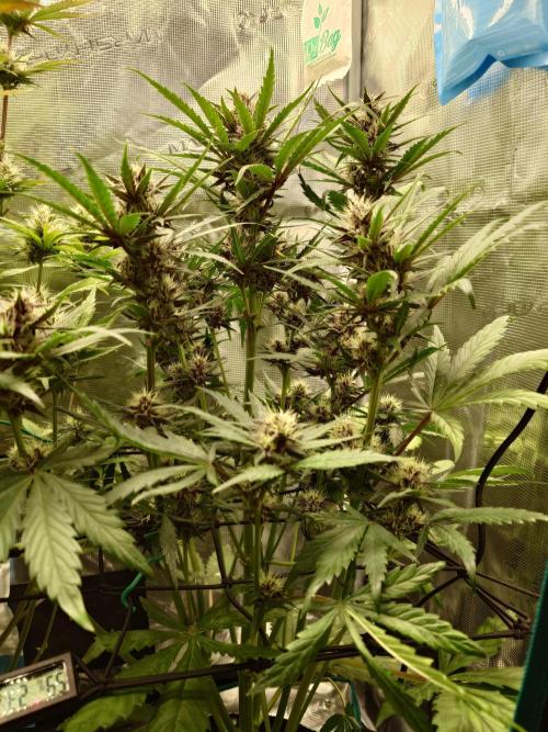 Purple Clouds. Week 6