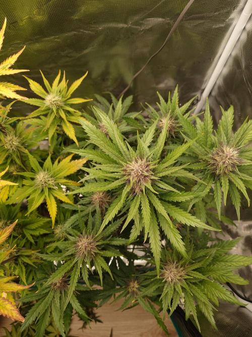 Purple Clouds. Week 6