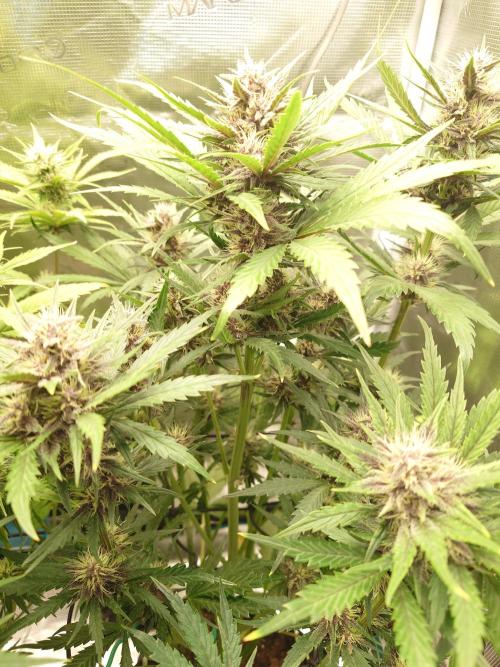 Purple Clouds. Week 6