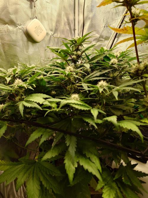 Purple Clouds. Week 7