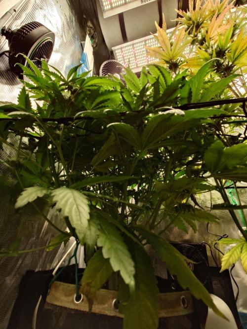 Purple Clouds. Week 7