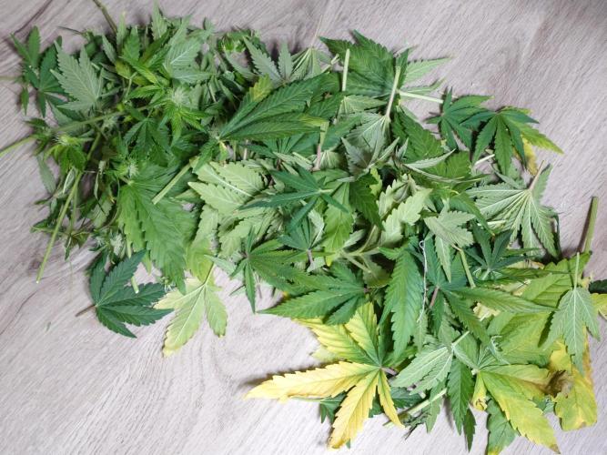 Purple Clouds. Week 7