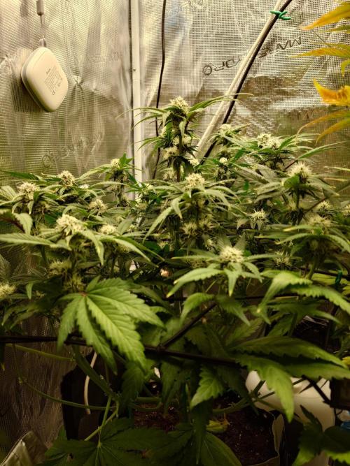 Purple Clouds. Week 7