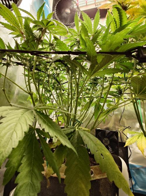 Purple Clouds. Week 7