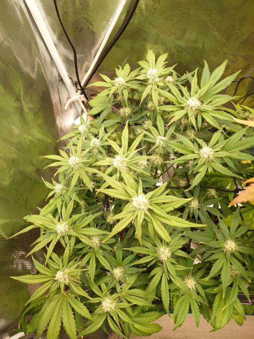 Purple Clouds. Week 7