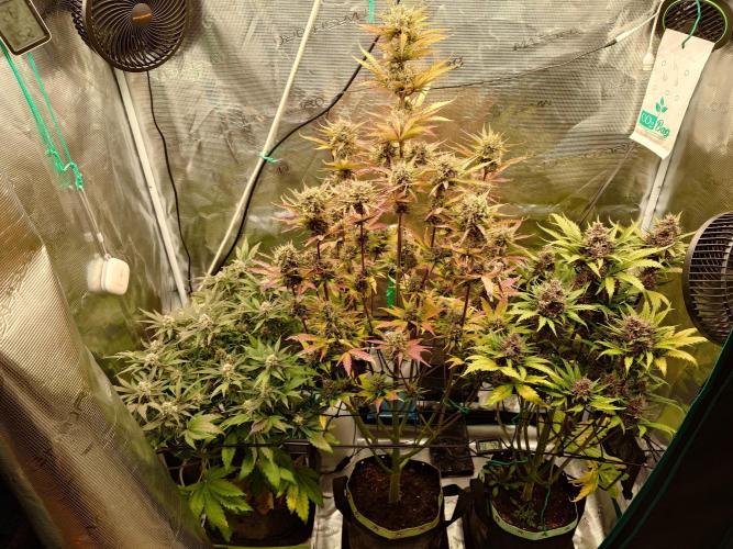 Purple Clouds. Week 8