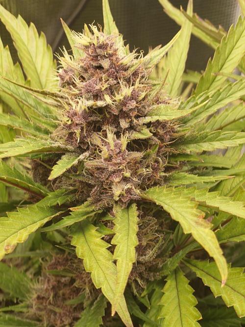 Purple Clouds. Week 8