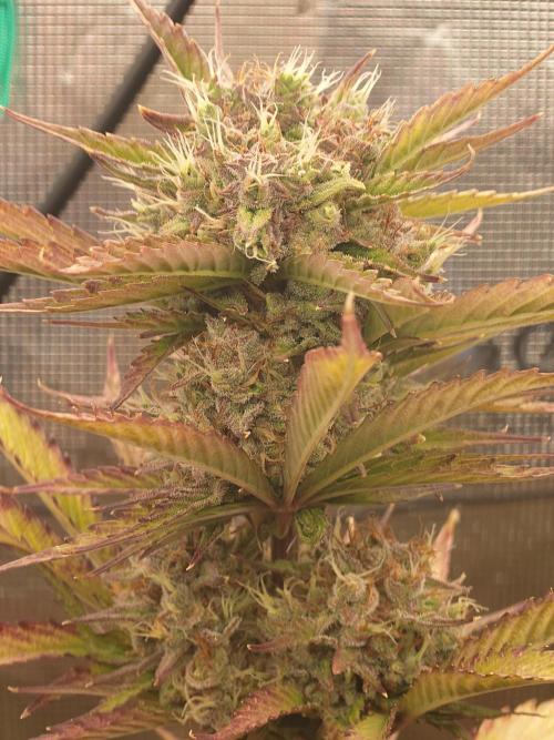 Purple Clouds. Week 8