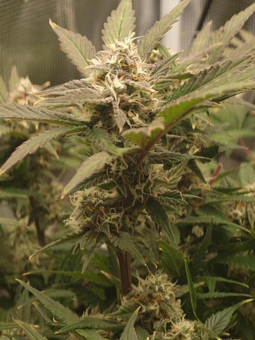 Purple Clouds. Week 8