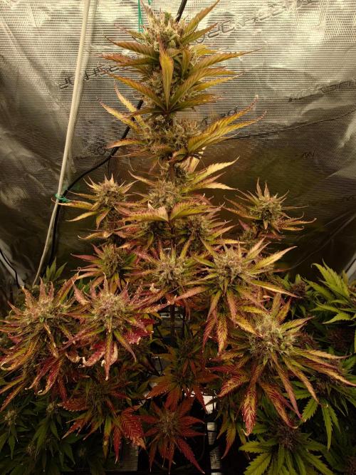 Purple Clouds. Week 8