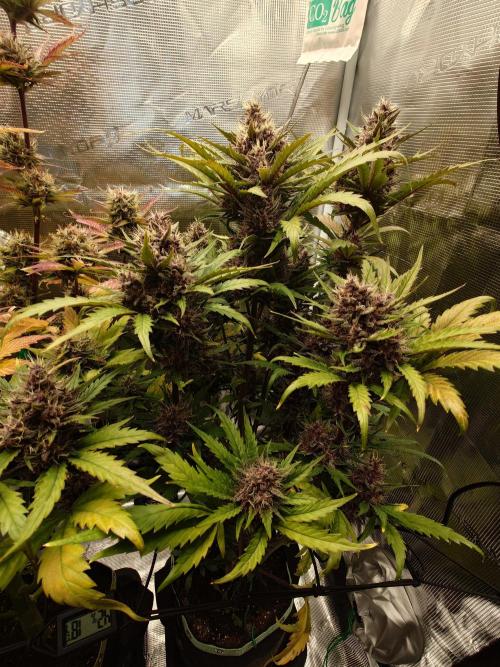 Purple Clouds. Week 8