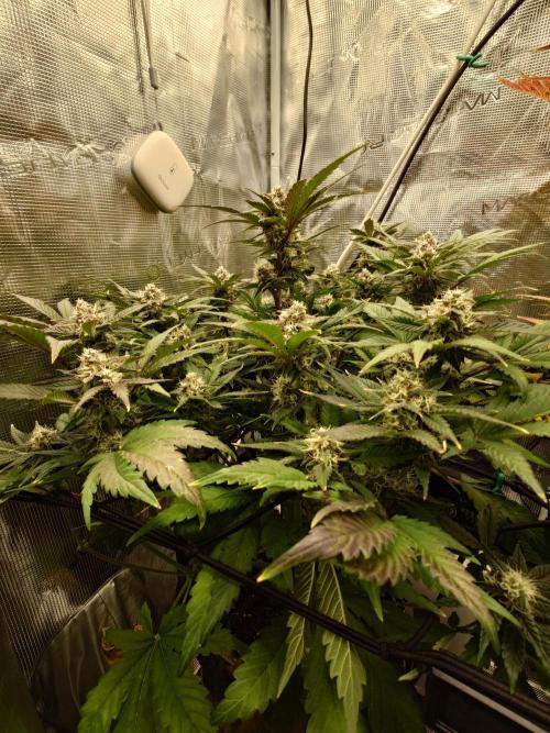 Purple Clouds. Week 8