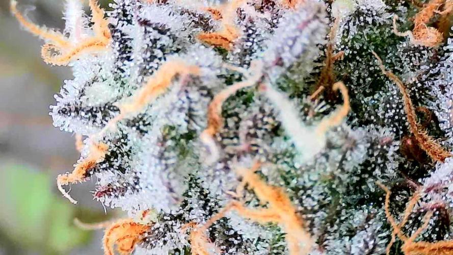 Purple Clouds. Week 9