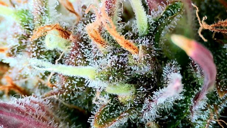 Purple Clouds. Week 9