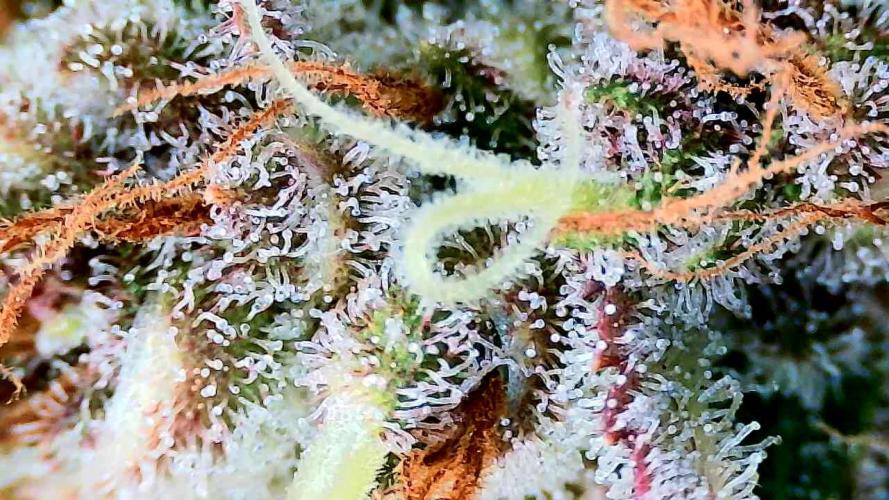 Purple Clouds. Week 9