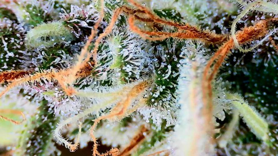 Purple Clouds. Week 9