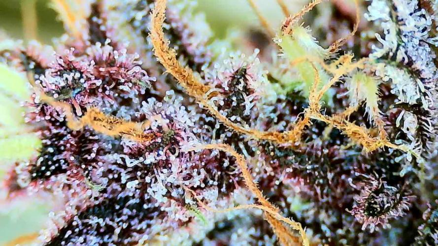 Purple Clouds. Week 9