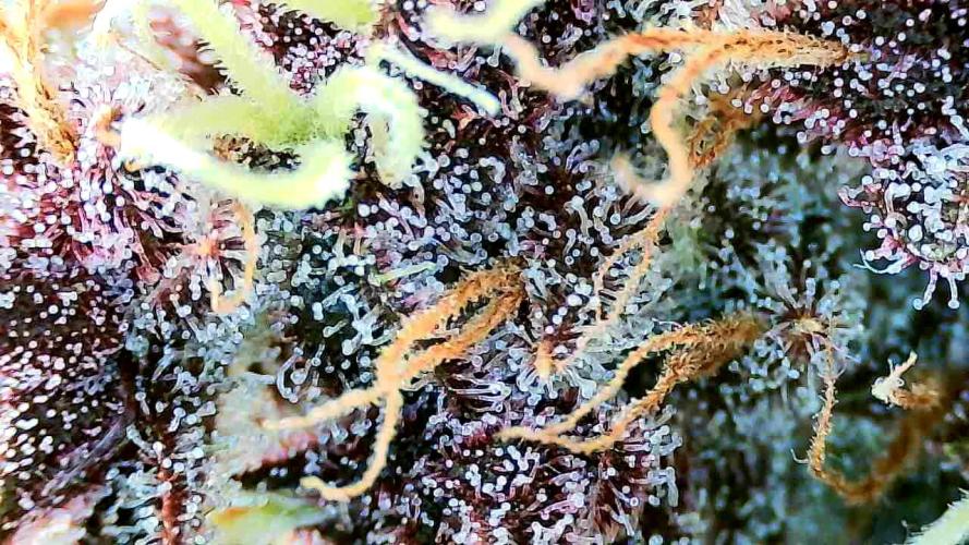 Purple Clouds. Week 9