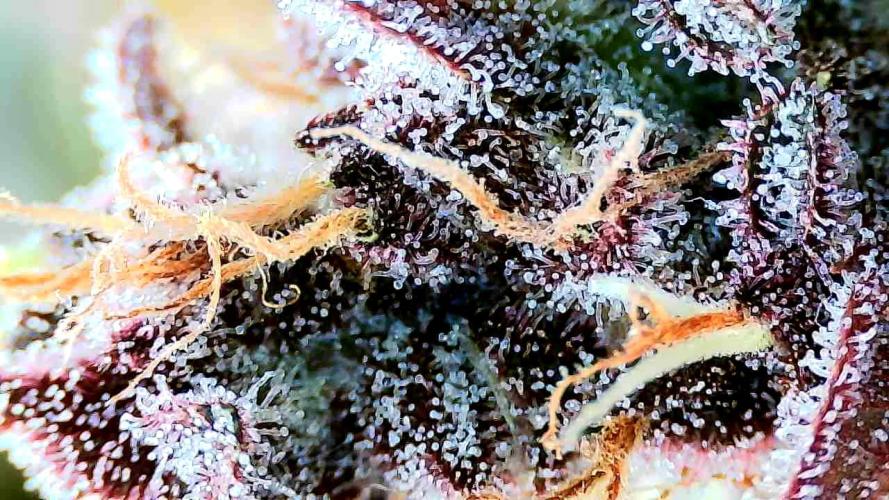 Purple Clouds. Week 9