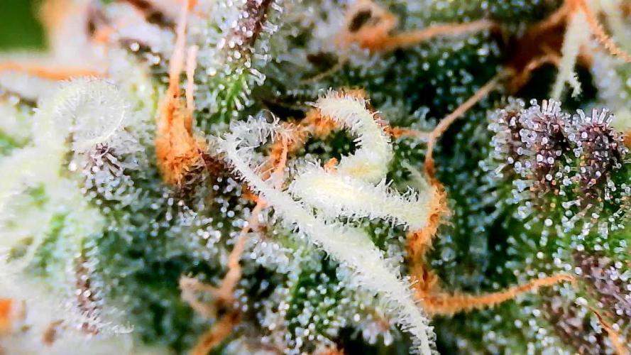 Purple Clouds. Week 9