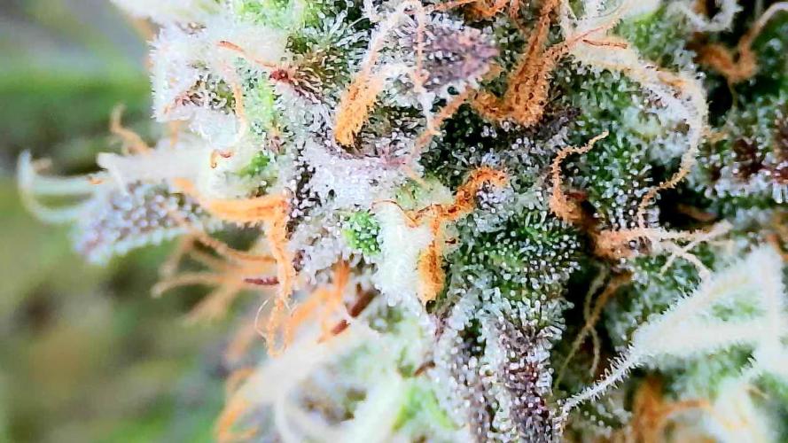 Purple Clouds. Week 9