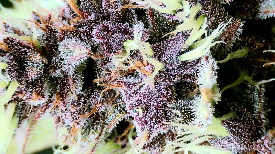 Purple Clouds. Week 9