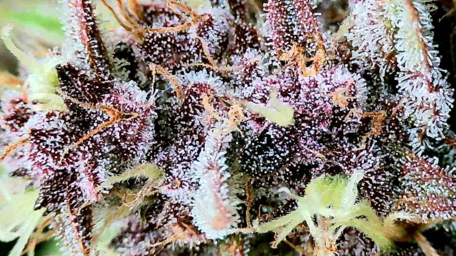 Purple Clouds. Week 9