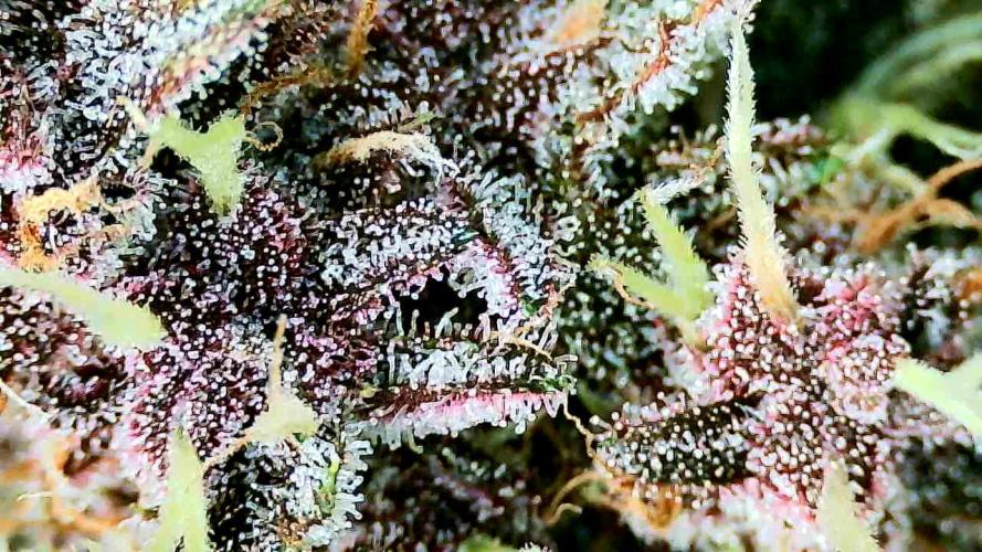 Purple Clouds. Week 9