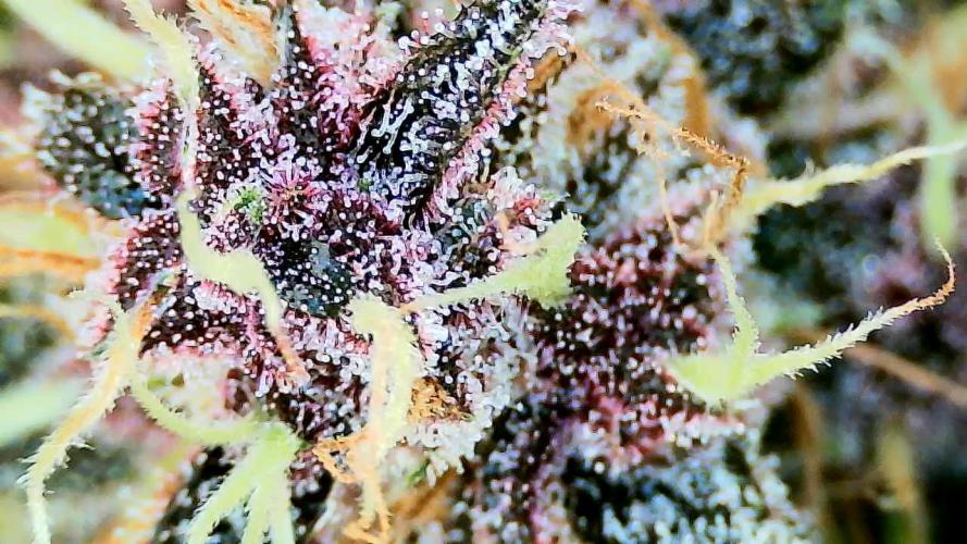 Purple Clouds. Week 9