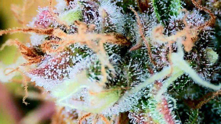 Purple Clouds. Week 9