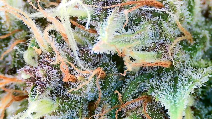 Purple Clouds. Week 9