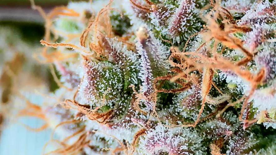 Purple Clouds. Week 9