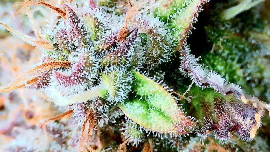 Purple Clouds. Week 9