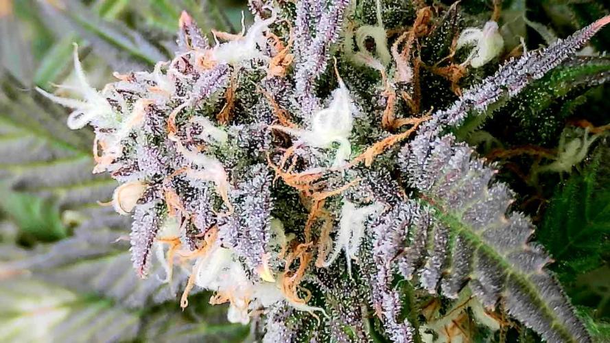 Purple Clouds. Week 9