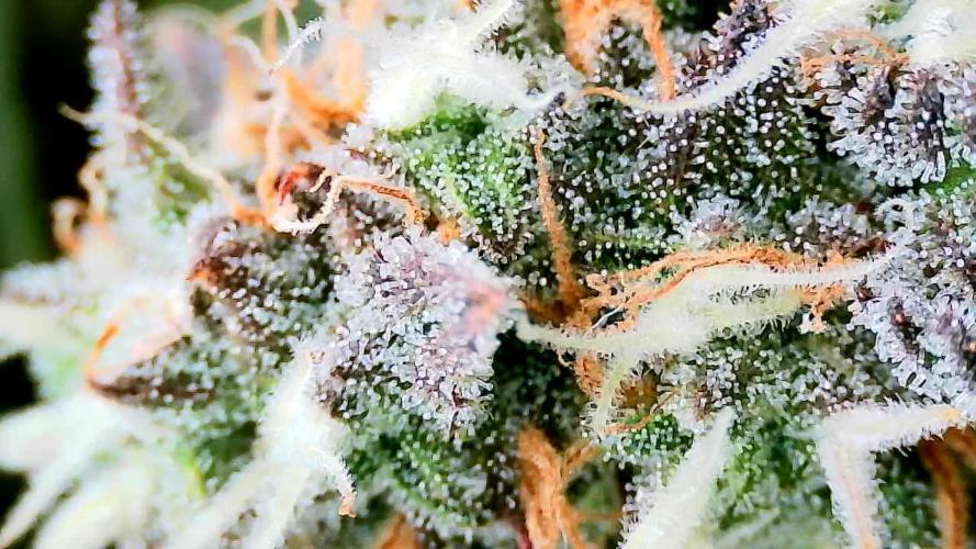 Purple Clouds. Week 9