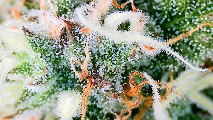 Purple Clouds. Week 9