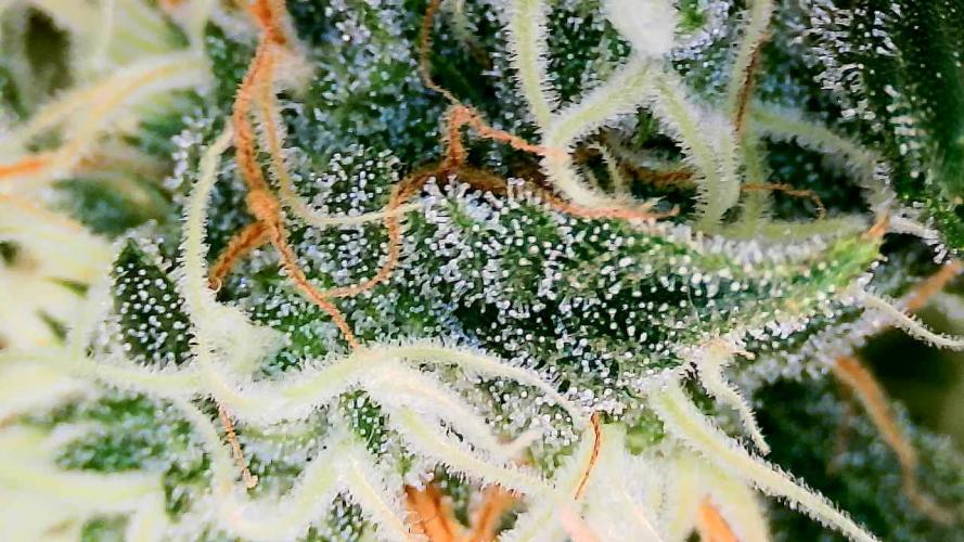 Purple Clouds. Week 9