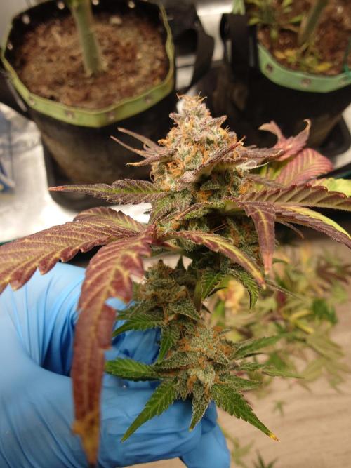 Purple Clouds. Week 10