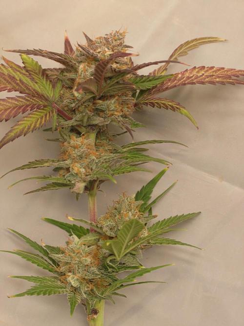 Purple Clouds. Week 10