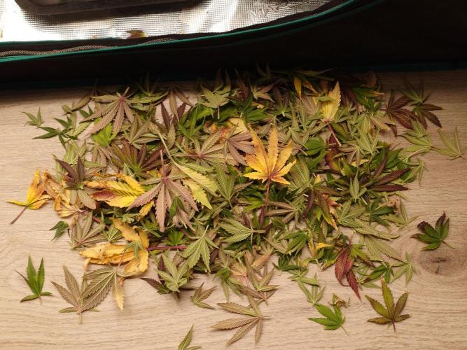 Purple Clouds. Week 10