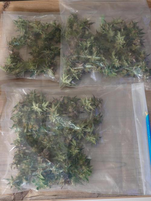 Purple Clouds. Week 10