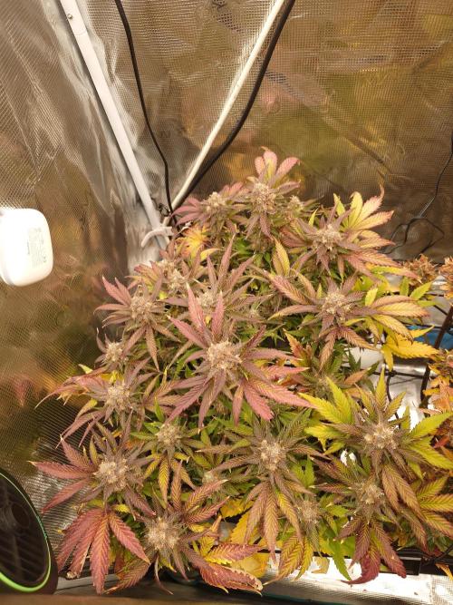 Purple Clouds. Week 10