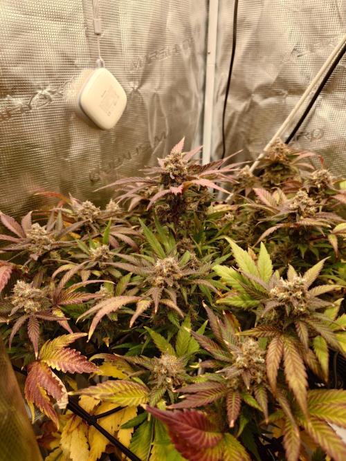 Purple Clouds. Week 10