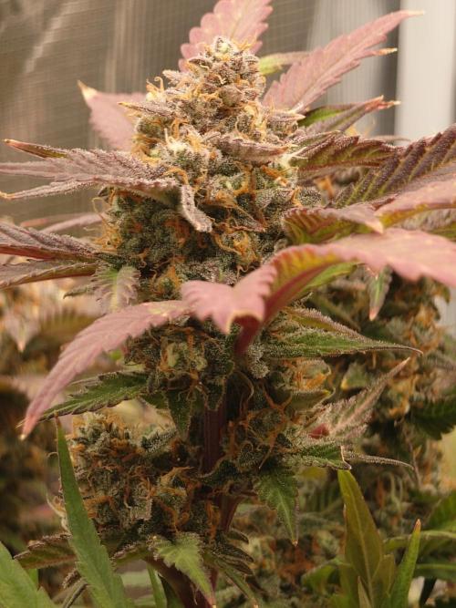 Purple Clouds. Week 10