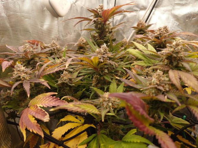 Purple Clouds. Week 10