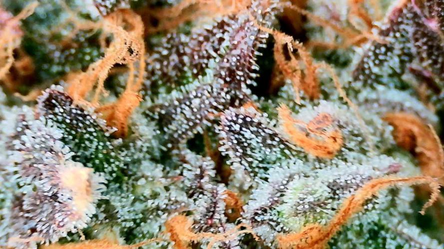 Purple Clouds. Week 10