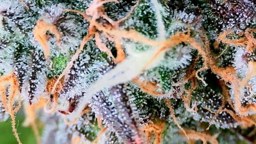 Purple Clouds. Week 10