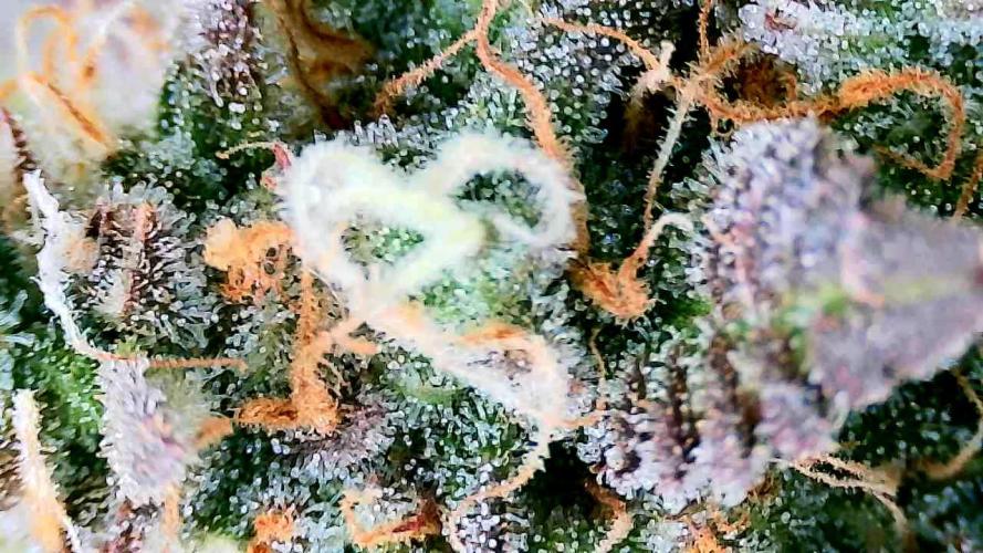 Purple Clouds. Week 10